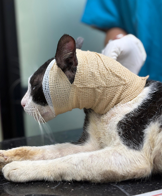 Subsidised Veterinary Services
